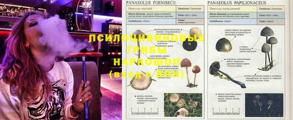 стафф Аркадак