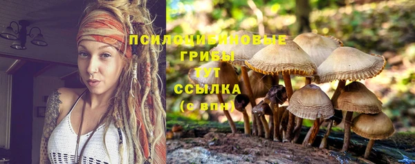 PSILOCYBIN Армянск